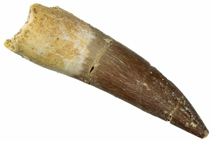 Fossil Plesiosaur (Zarafasaura) Tooth - Morocco #296366